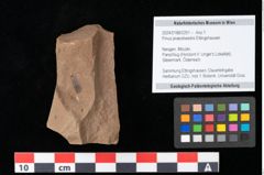 Foto (Objekt + Etikett) von Pinus praesilvestris Ettingshausen (NHMW-GEO-2024-0188-0251)